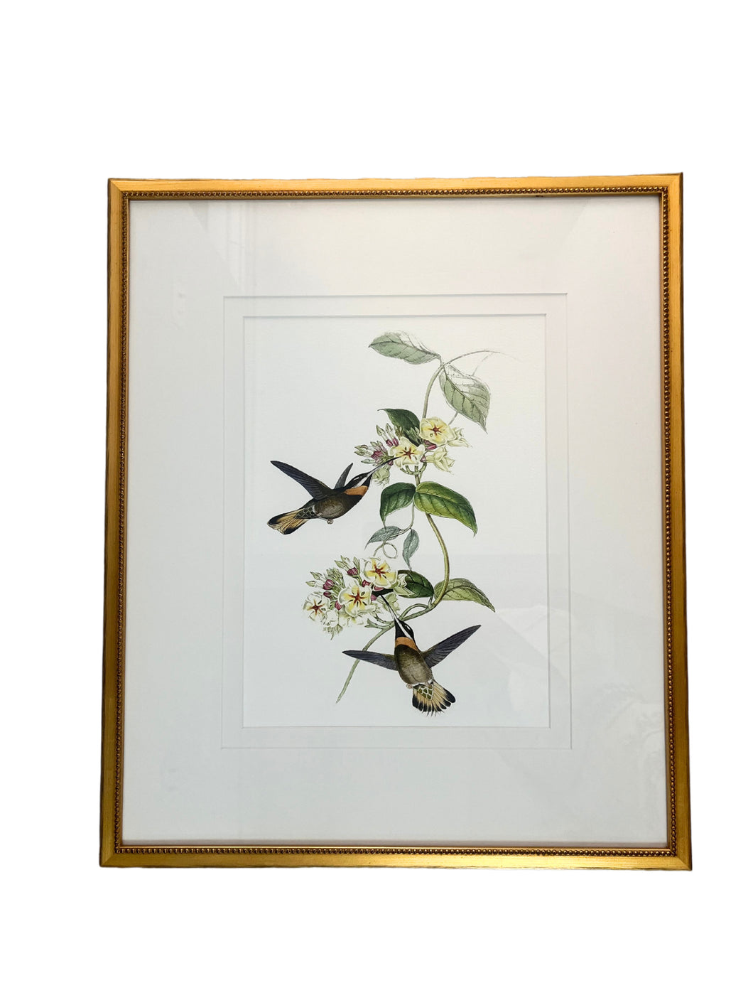 John Gould Hummingbirds, V