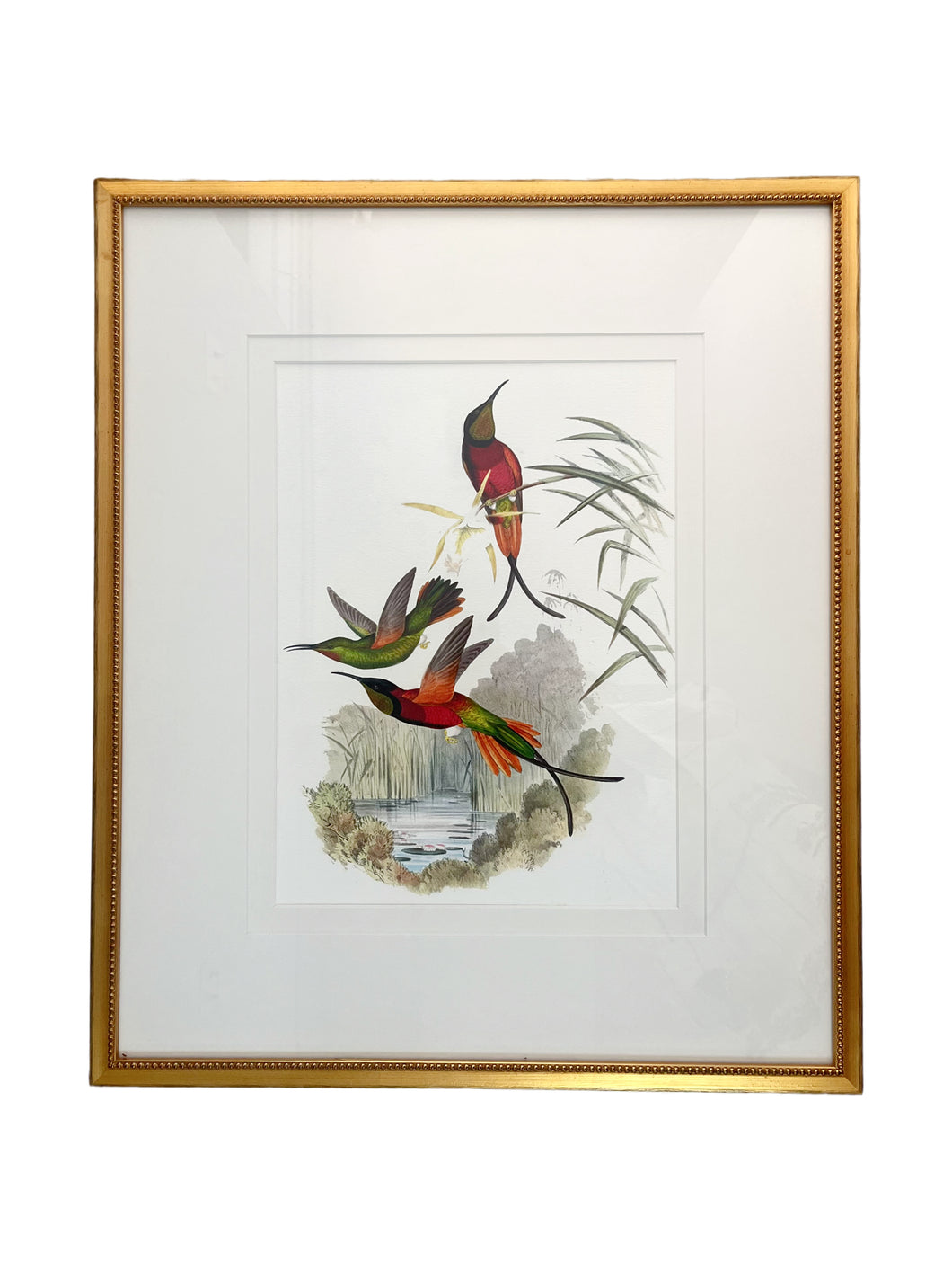 John Gould Hummingbirds, VIII