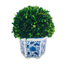 Load image into Gallery viewer, Preserved Boxwood in Blue &amp; White Planter, S
