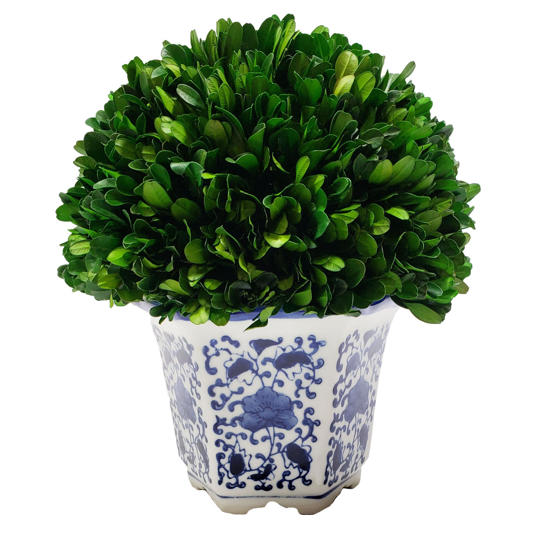 Preserved Boxwood in Blue & White Planter, Large