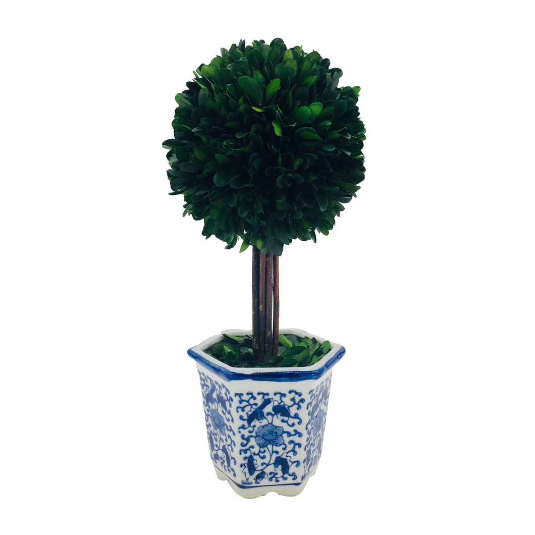 Preserved Boxwood Ball Topiary in Blue & White Planter, M